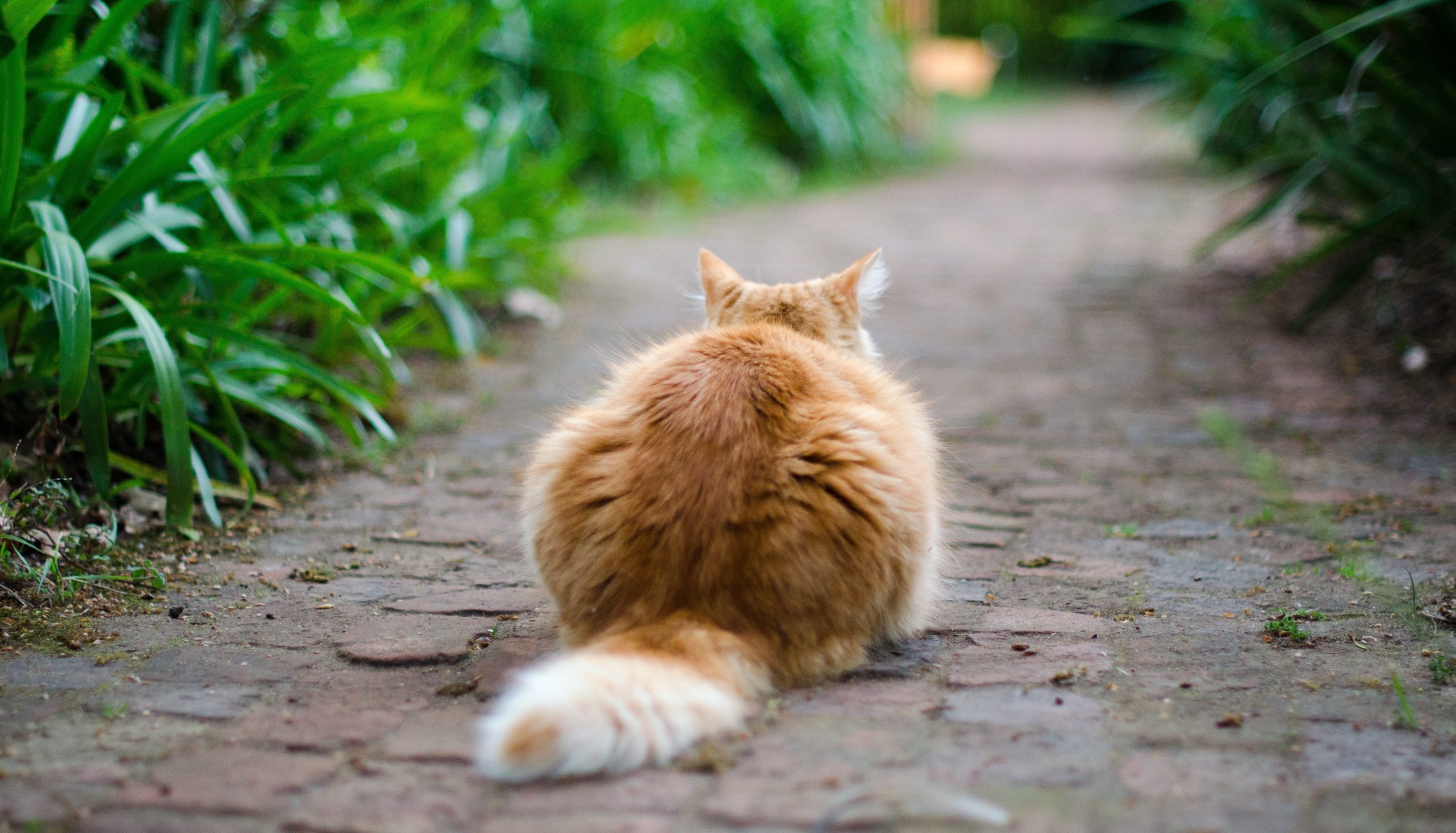 «кошка