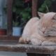 кошка на подоконнике