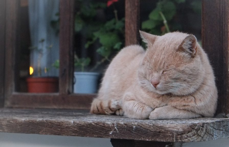 «кошка