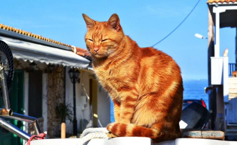 кошка сидит кошка сидит