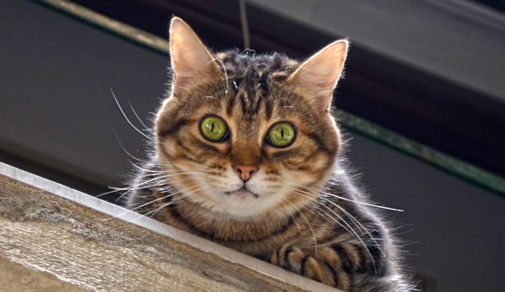«кошка