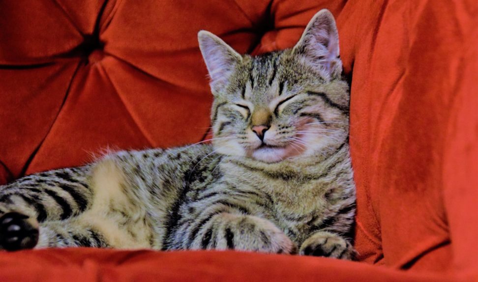 «кошка