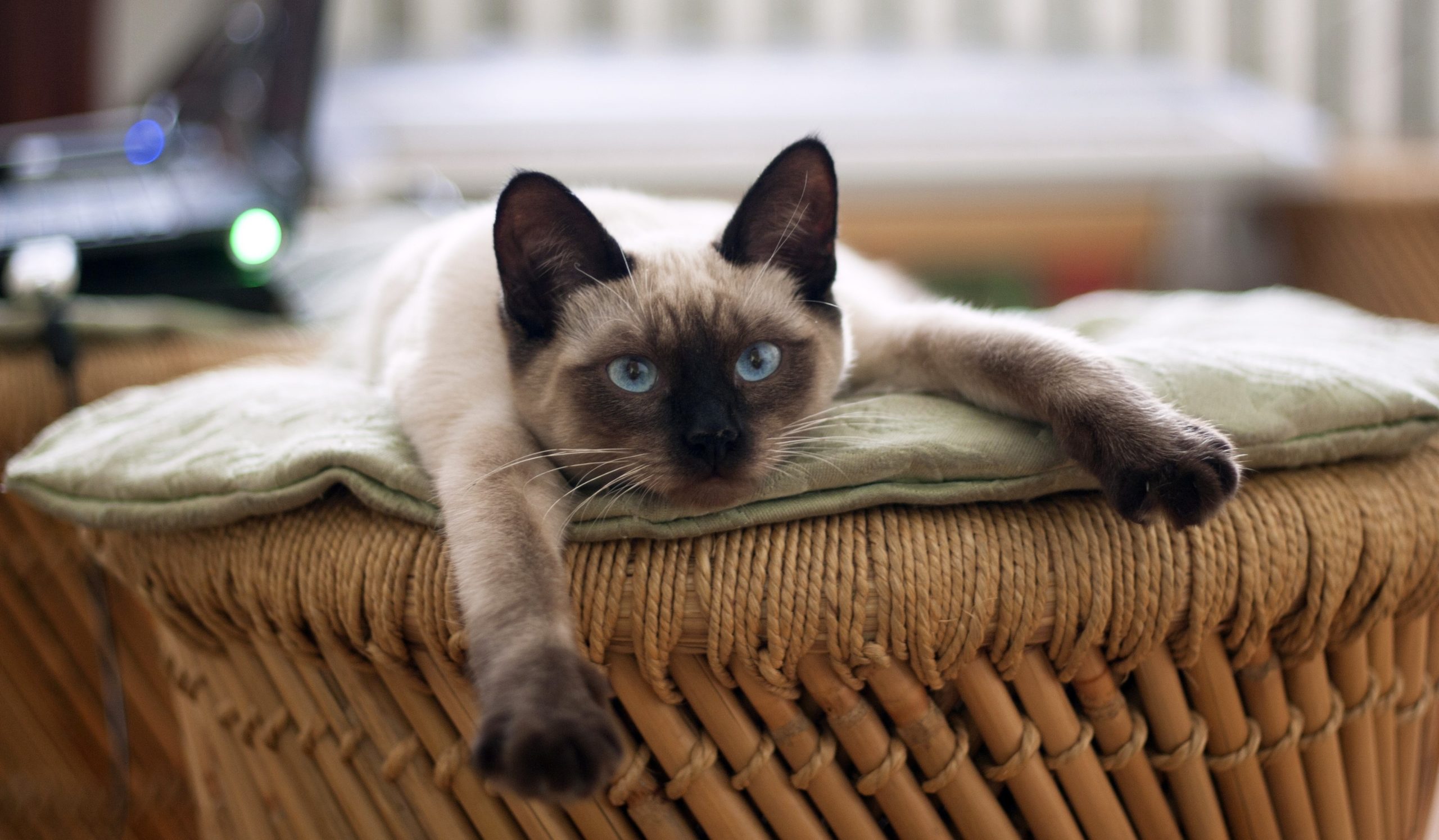 «кошка