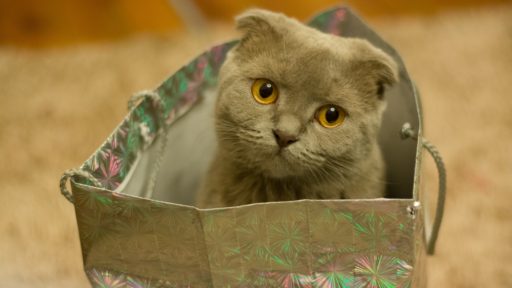 Кот в мешке