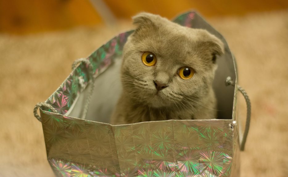 Кошка в мешке