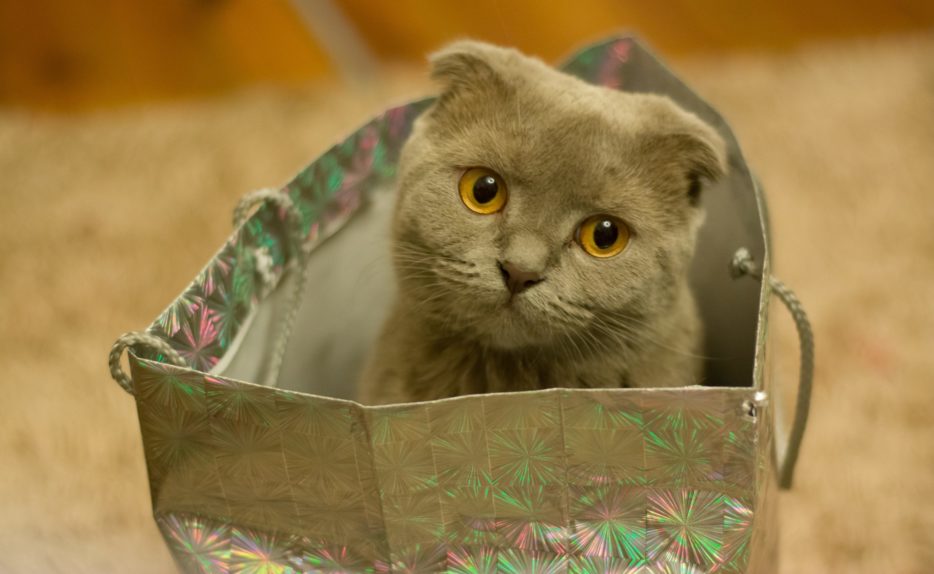 «Кошка