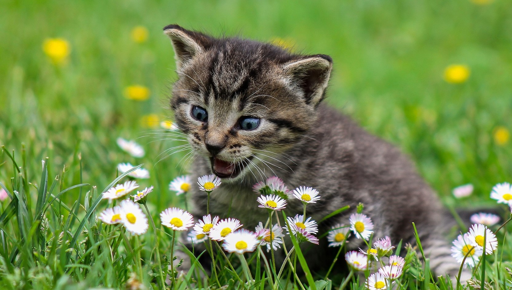 «котёнок