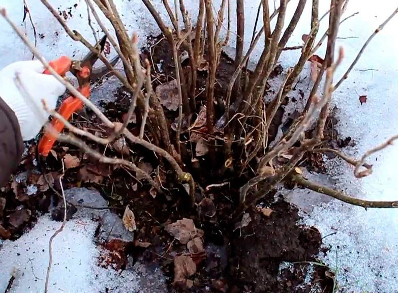 кусты (1) кусты (1)