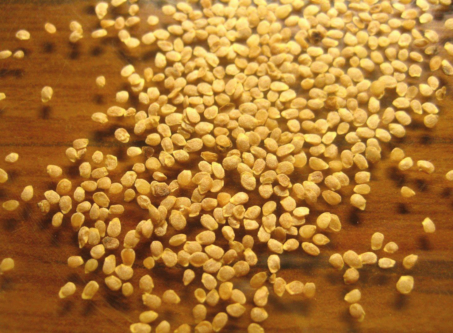 семена картофеля (1)