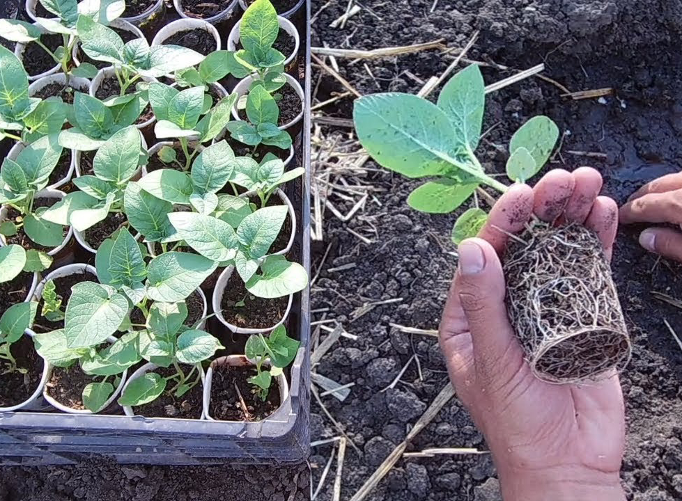 сеянец картофеля (1) сеянец картофеля (1)