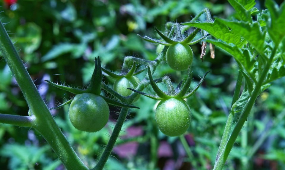 томат зелёный