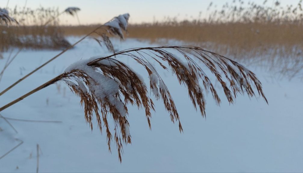 зима тростник