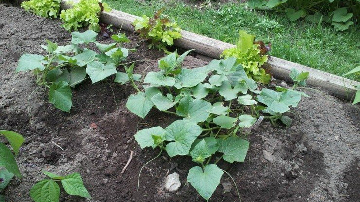 грядка с огурцами2 (1)