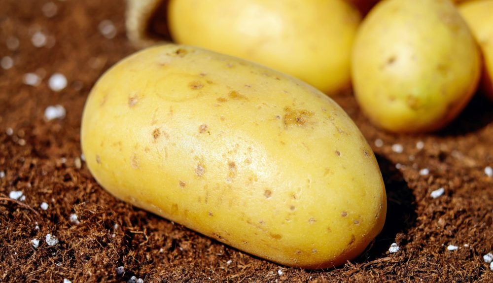 картофель картофель
