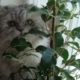 кошка фикус