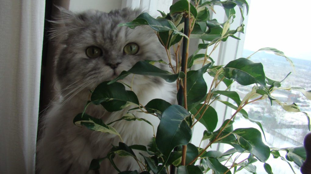 «кошка