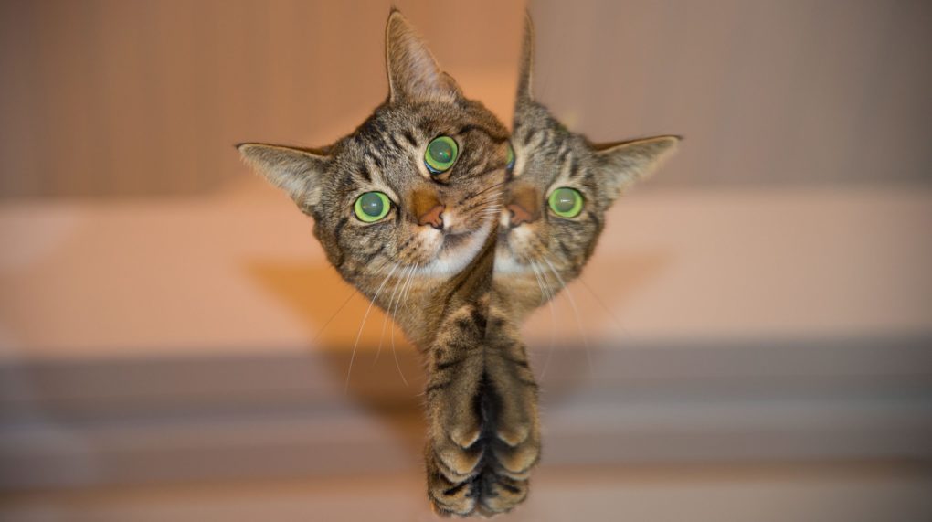 «кошка