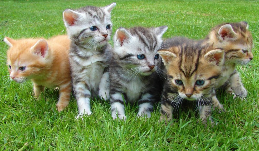 кошка котята кошка котята
