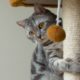кошка на когтеточке