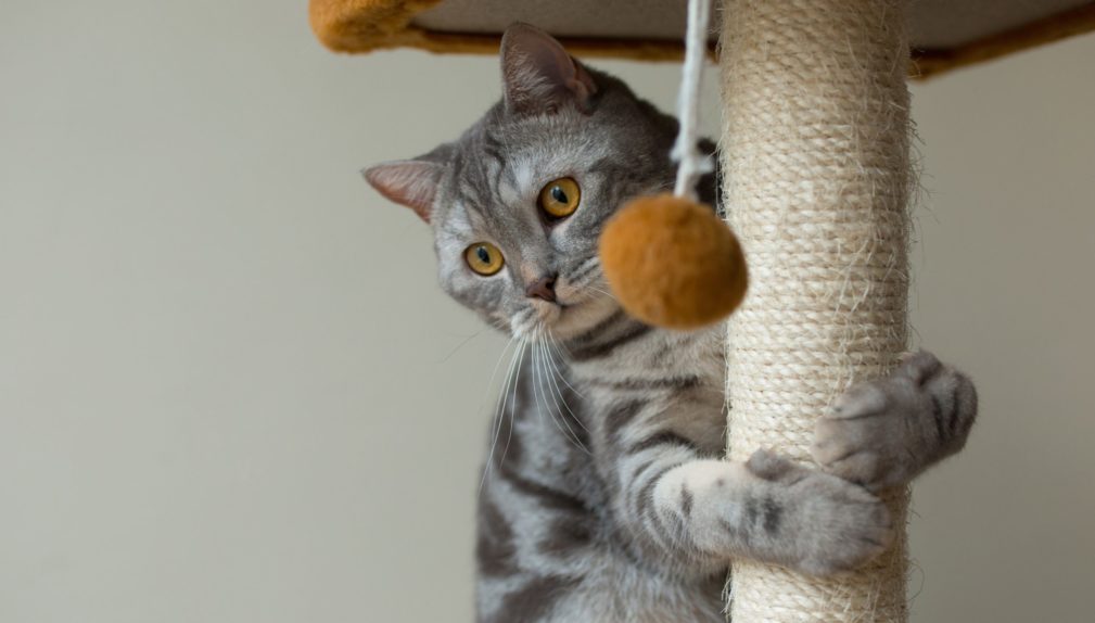 «кошка
