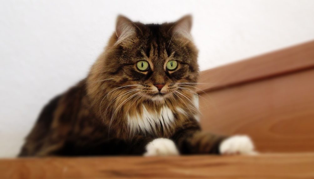 «кошка