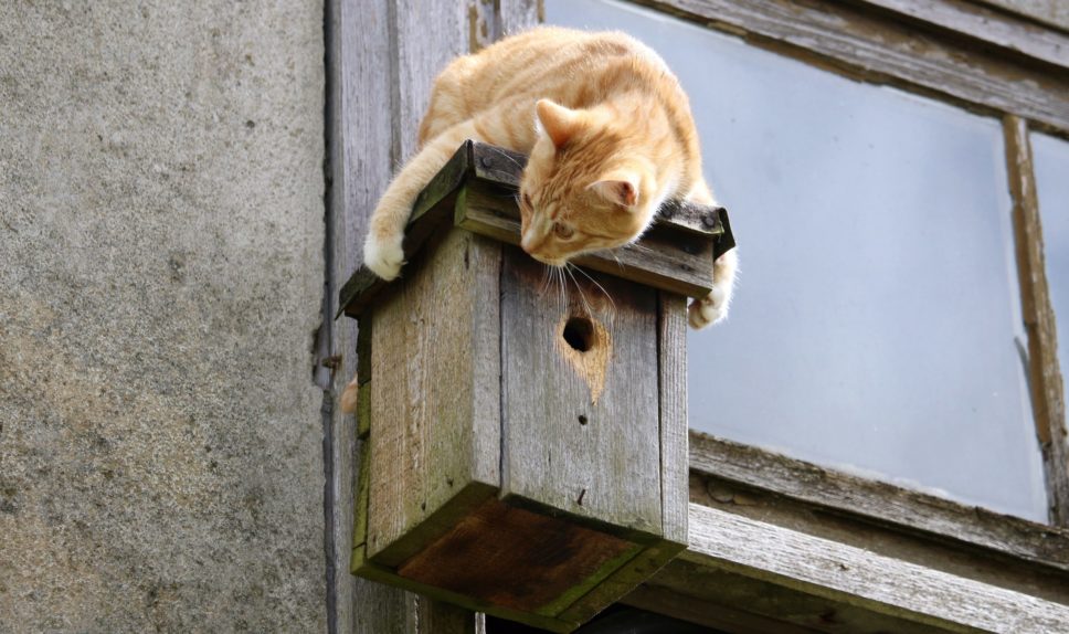 «кошка
