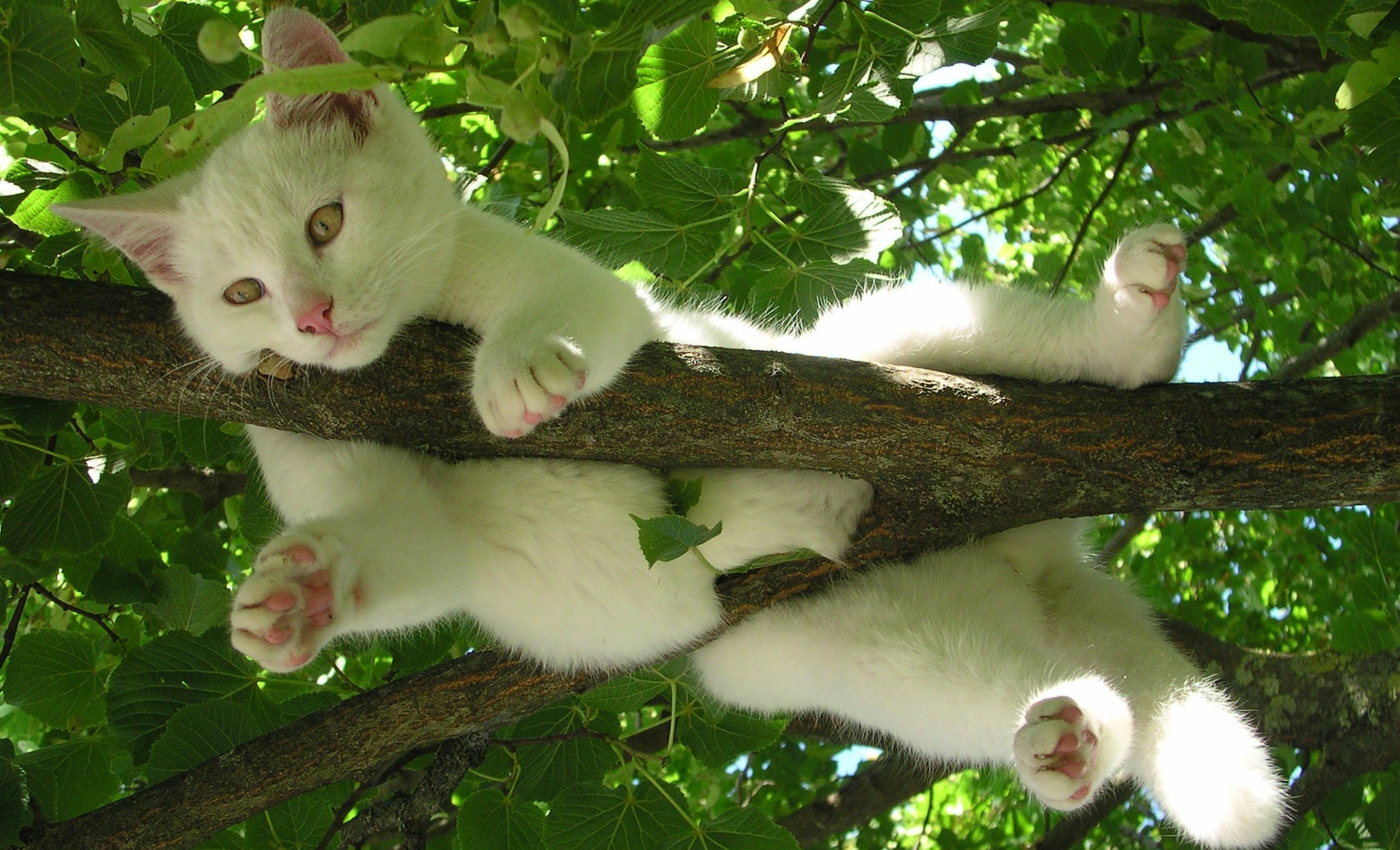 «кошка
