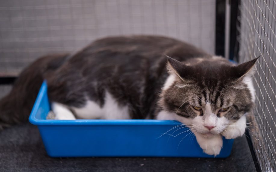 «кошка