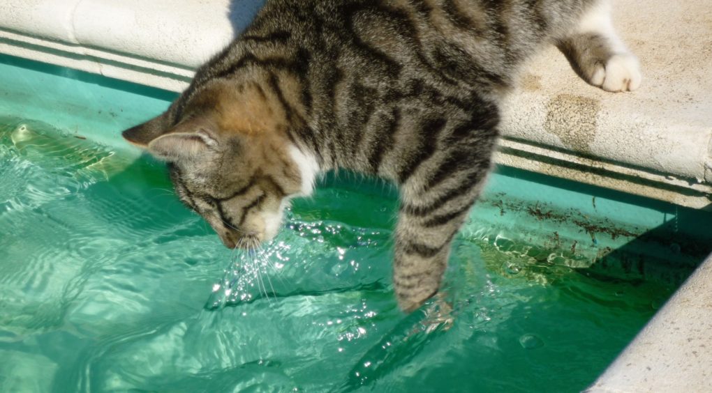 кошка вода