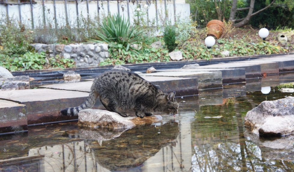 «кот