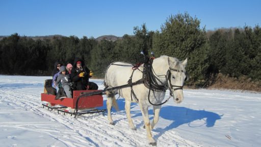 лошадь сани