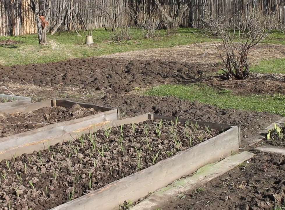 огород весной (1)