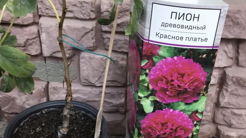 «пион