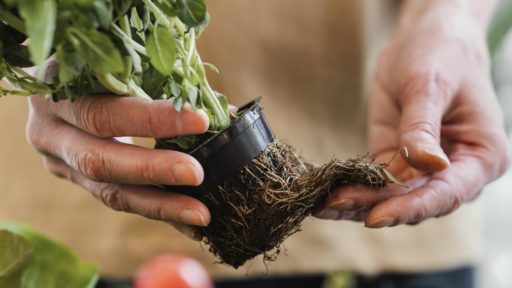 рассада корни