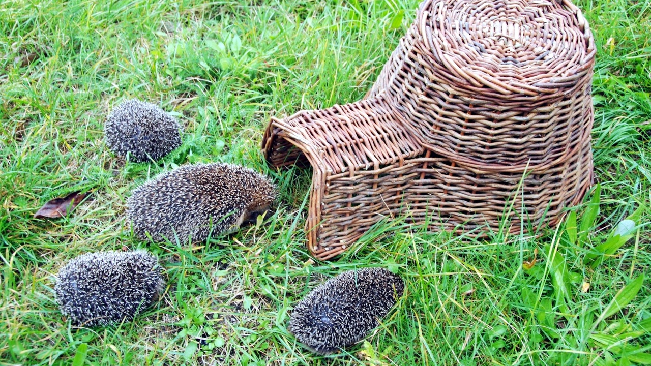 семья ежей (1)