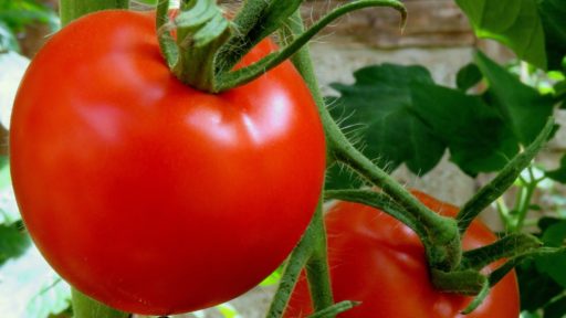 томат