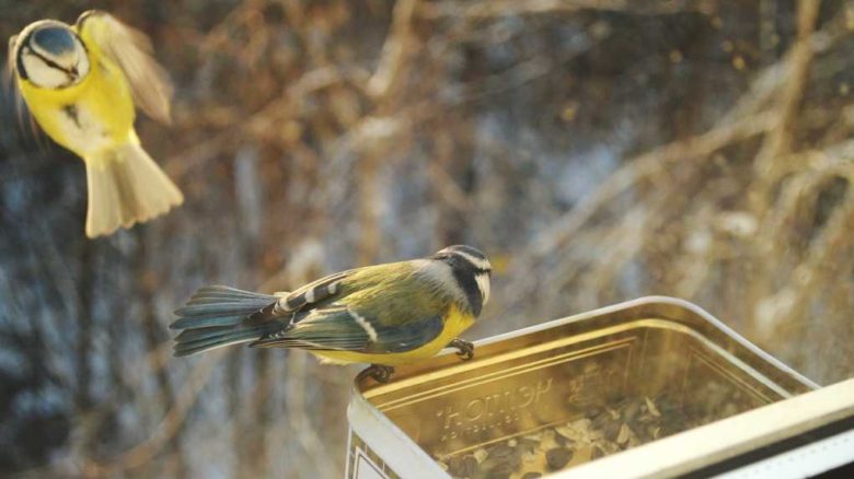 Большие проблемы или судьбоносная весть: что значит, когда птица ...