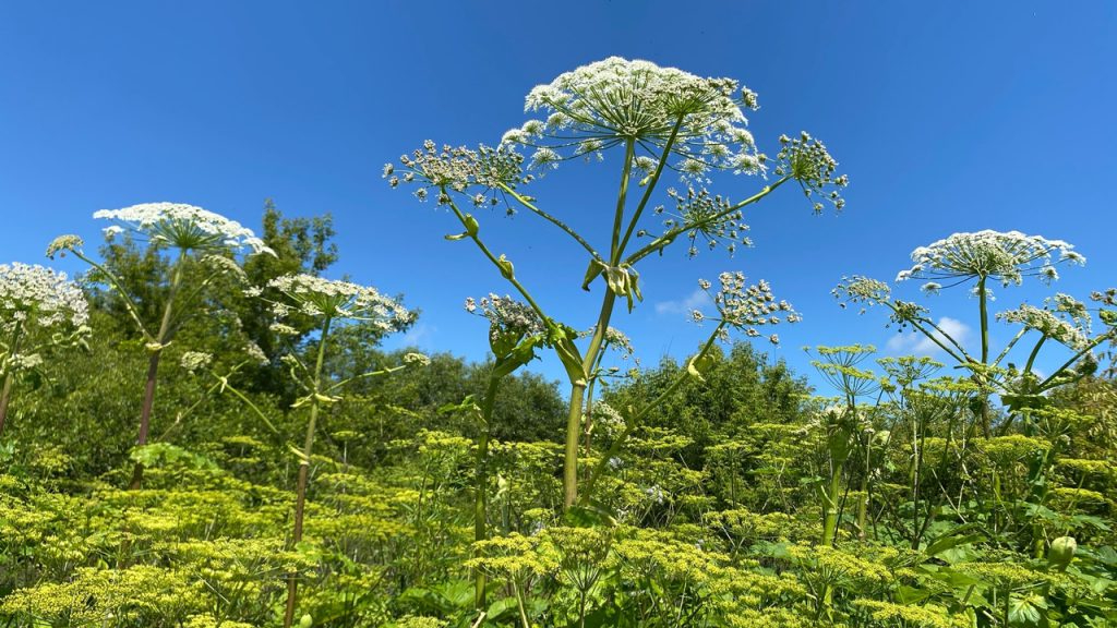 борщевик (1)