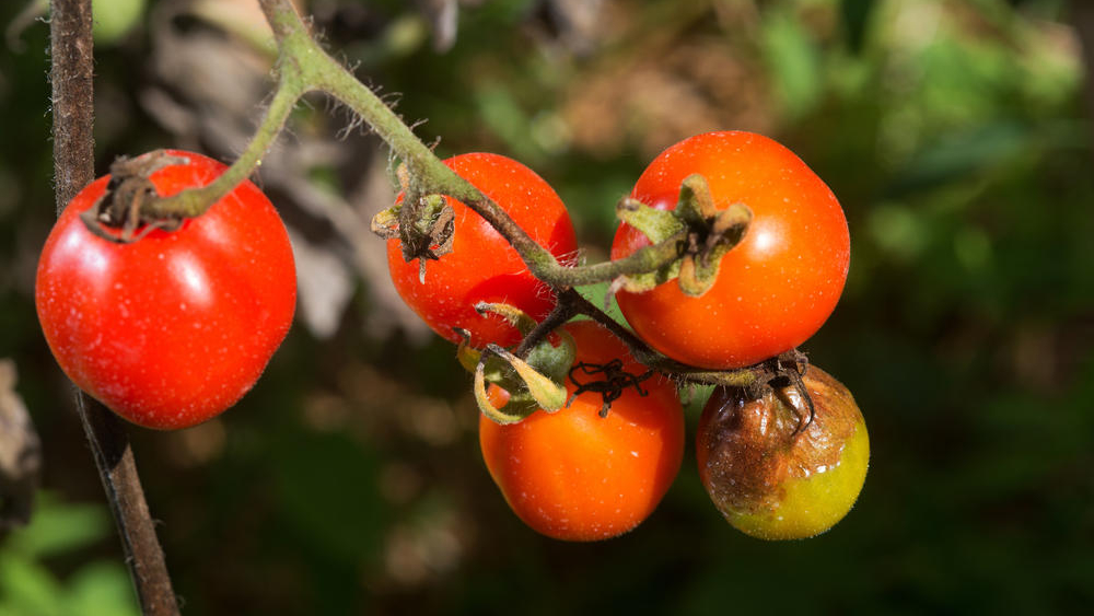 фитофтора (1)