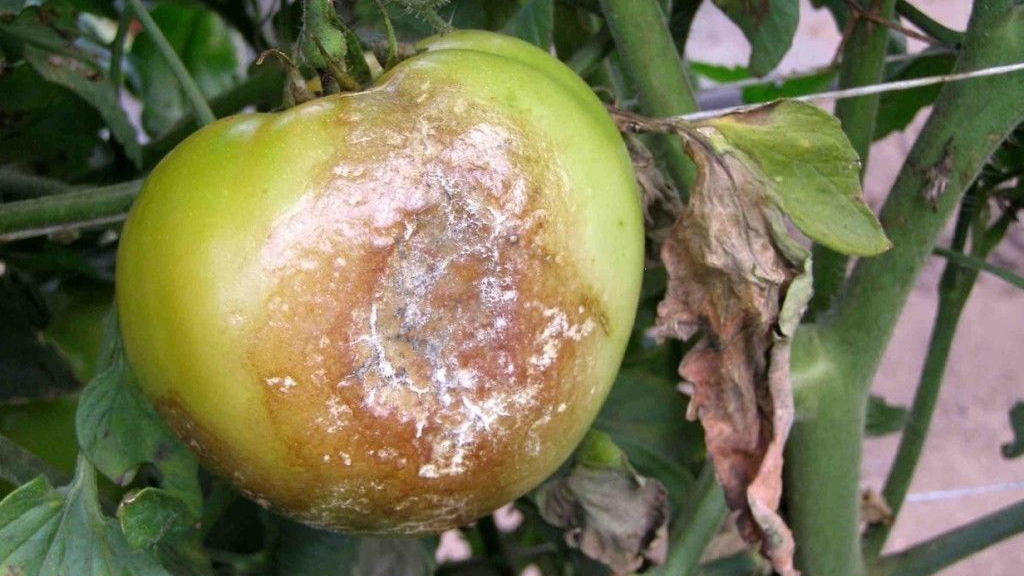 фитофтора3 (1)