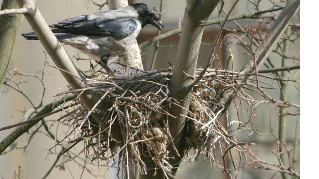 Гнездование в природе