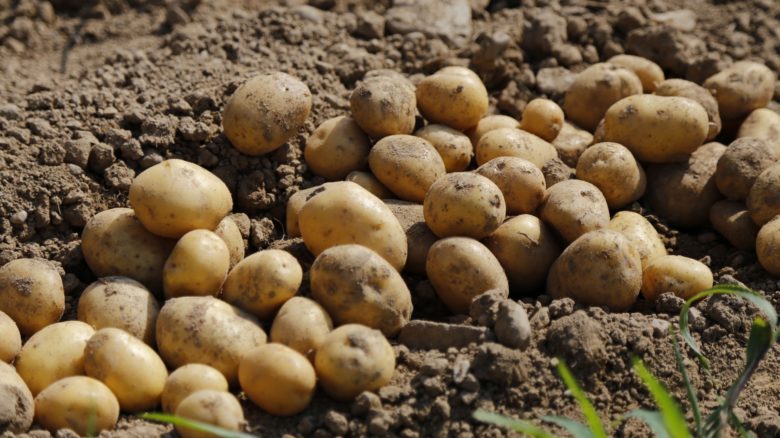 картофель на земле