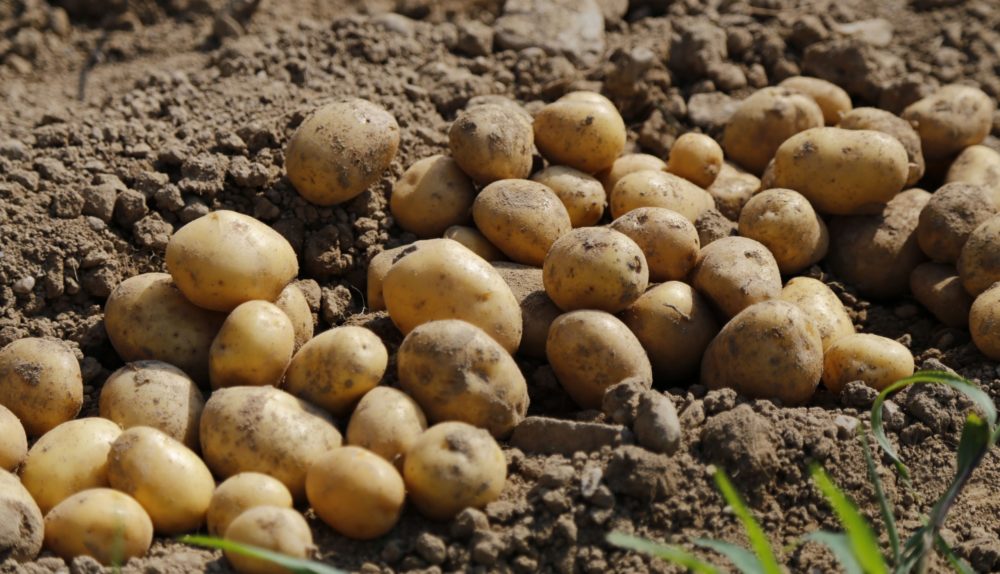 картофель на земле