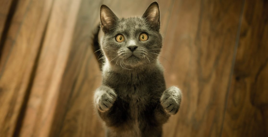 «Кошка»