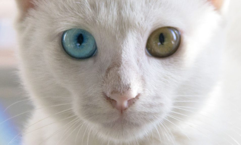 кошка глаза