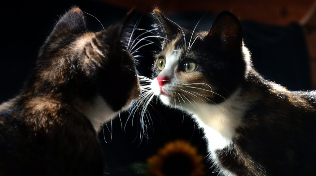 «кошка