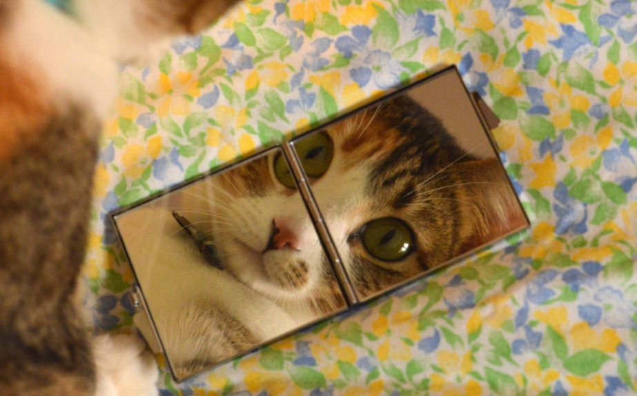 «кошка