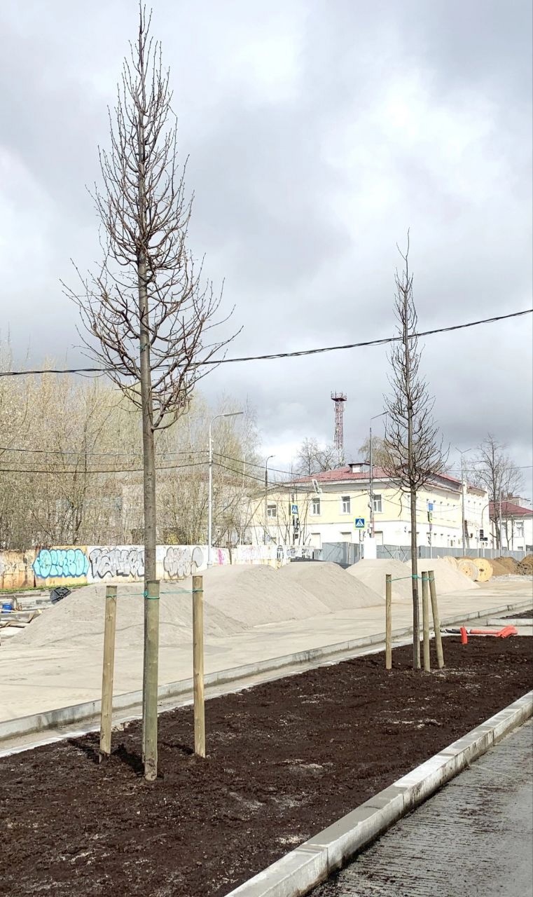 «Липы»