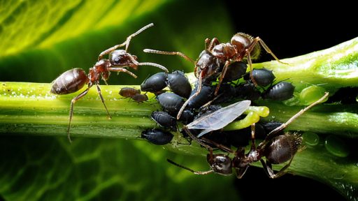 муравьи и тля