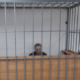 Обвиняемый в суде